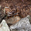 slides/IMG_1211.jpg rusty, spotted, cat, wildlife, feline, big cat, cat, predator, fur, eye, marking WBCW130 - Rusty Spotted Cat